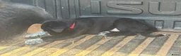 Huntaway dogs for sale: Beautiful Huntaway X Collie Pups - Advert 4