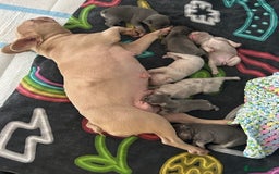French Bulldog dogs for sale: French bulldog puppies  - Image 17