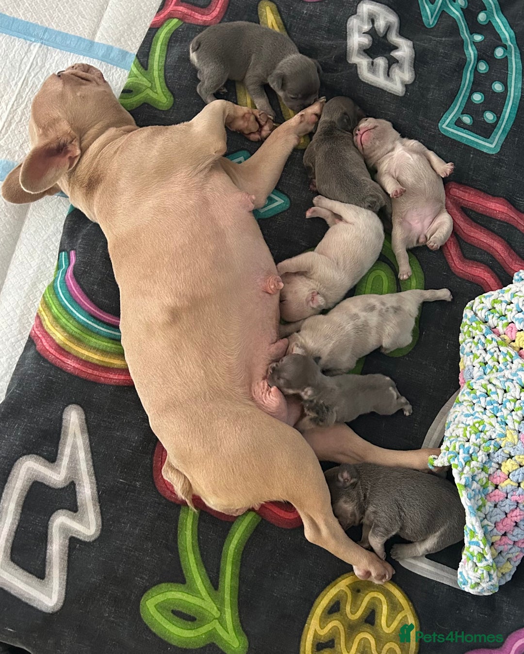 French Bulldog dogs for sale: French bulldog puppies  - Image 17