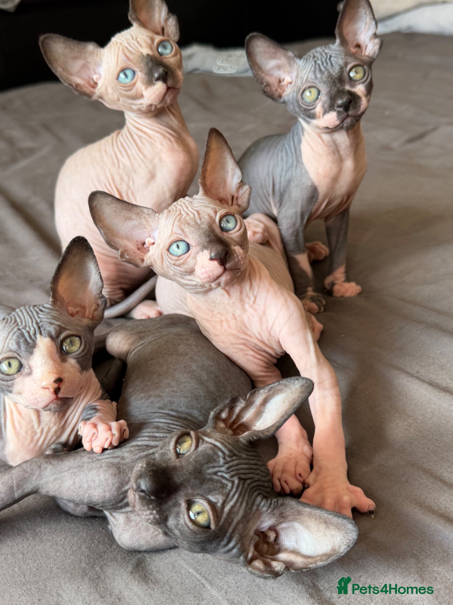 Sphynx cats Beautiful sphinx kittens  - Advert 2