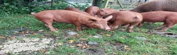 Pig livestock for sale: Organic weaned piglets - Advert 3