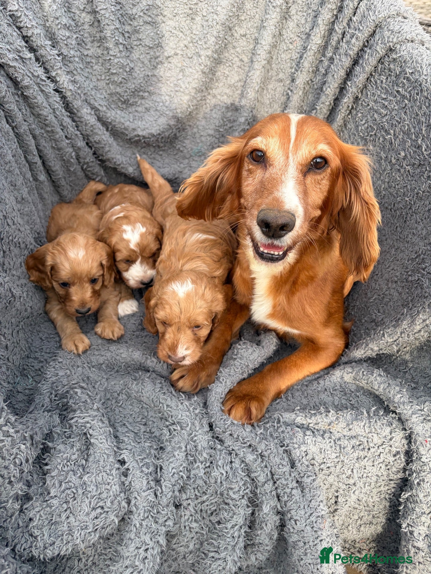 Cockapoo dogs Lovely red F1 cockerpoo's - Advert 2