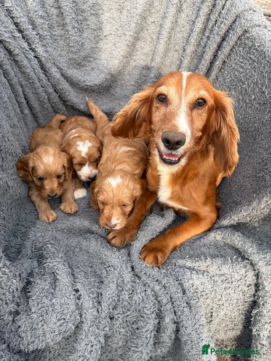 Cockapoo dogs for sale: Lovely red F1 cockerpoo's - Advert 2