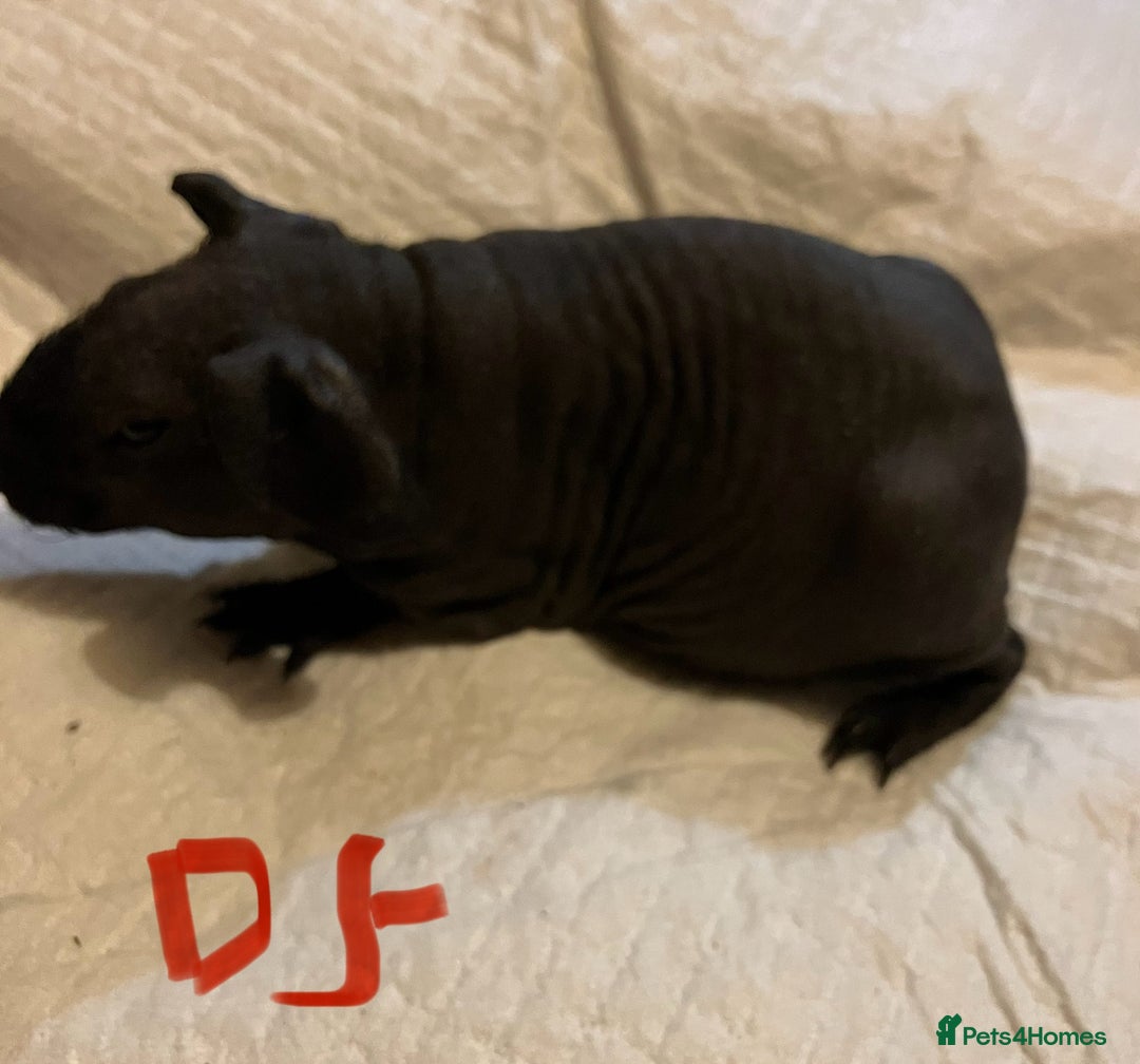 Guinea Pig rodents for sale: Well handled skinny pigs.  - Advert 23