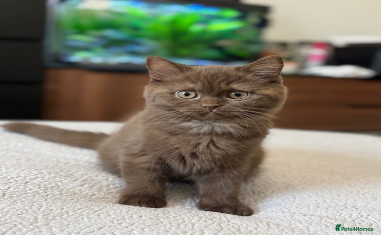 British Shorthair cats - Advert 2