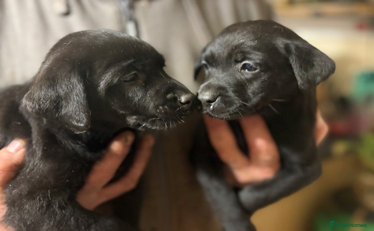 Labrador Retriever dogs - Advert 3