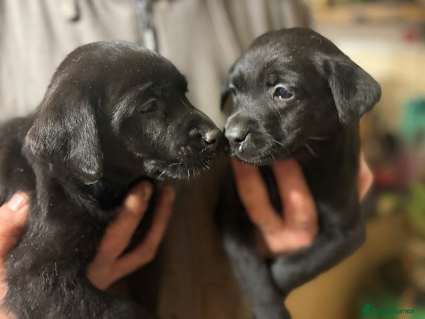 Labrador Retriever dogs - Advert 1