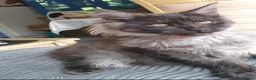 Maine Coon cats for sale: Main coon kittens - Advert 3