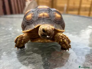 Tortoise reptiles Sulcata tortoises - Advert 13