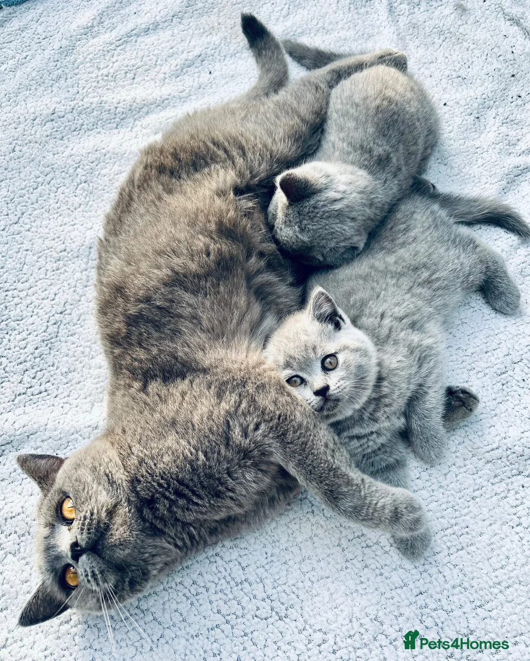 British Shorthair cats for sale: Beautiful British Shorthair Kittens - Boy & Girl in Wallsend - Advert 1
