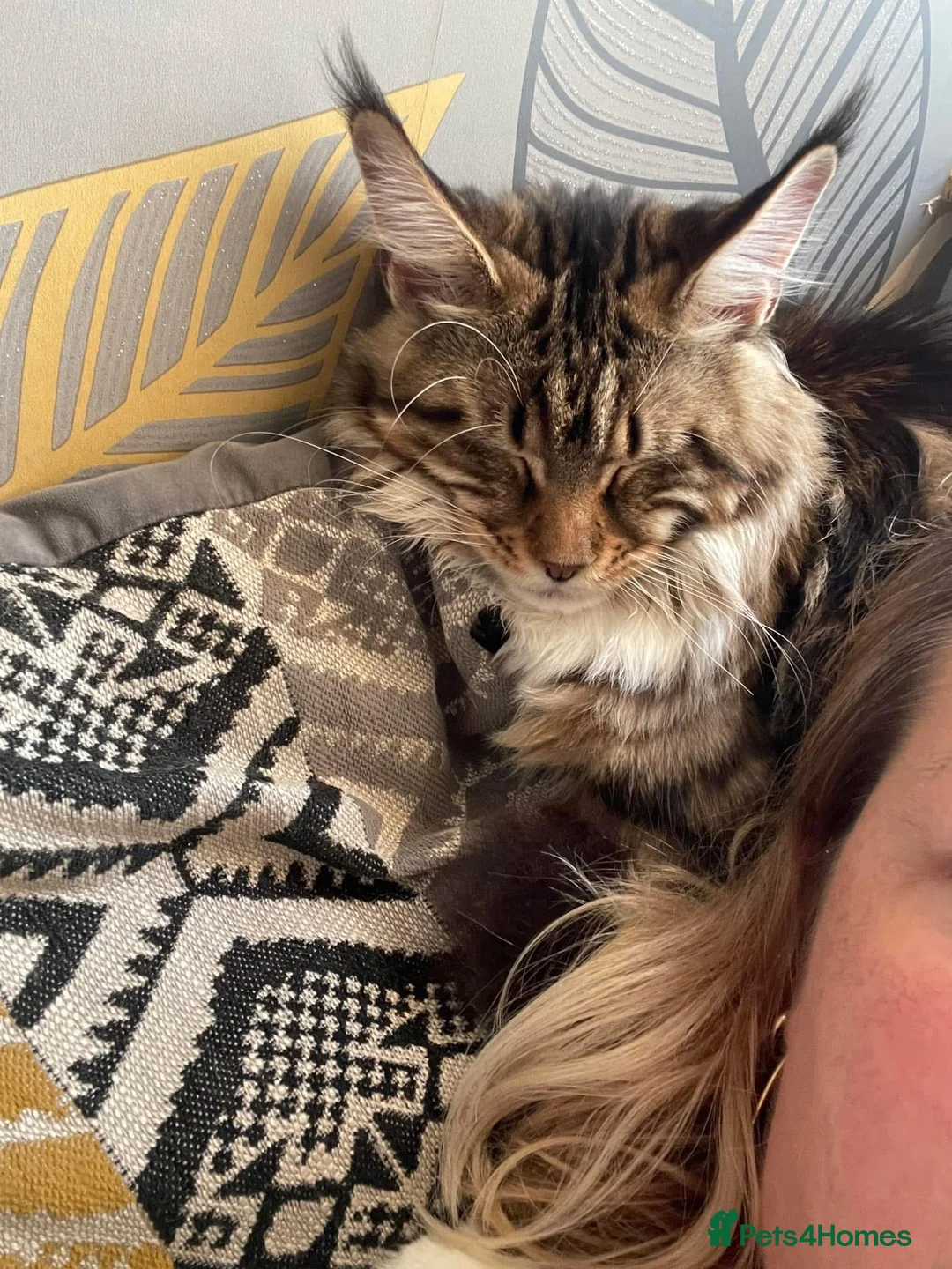 Maine Coon cats for sale: Ex Maine coon queen - Advert 11