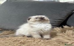 Scottish Fold cats for sale: 1 left Scottish fold  🌹 in Bradford - Image 1