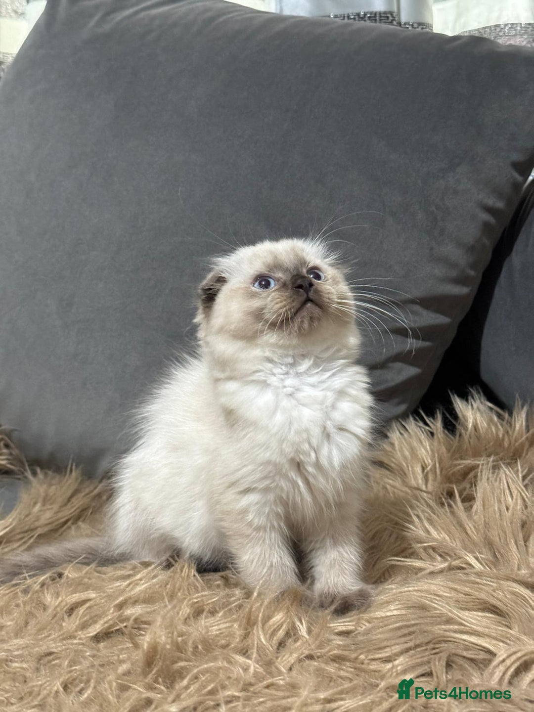 Scottish Fold cats for sale: 1 left Scottish fold  🌹 in Bradford - Image 1