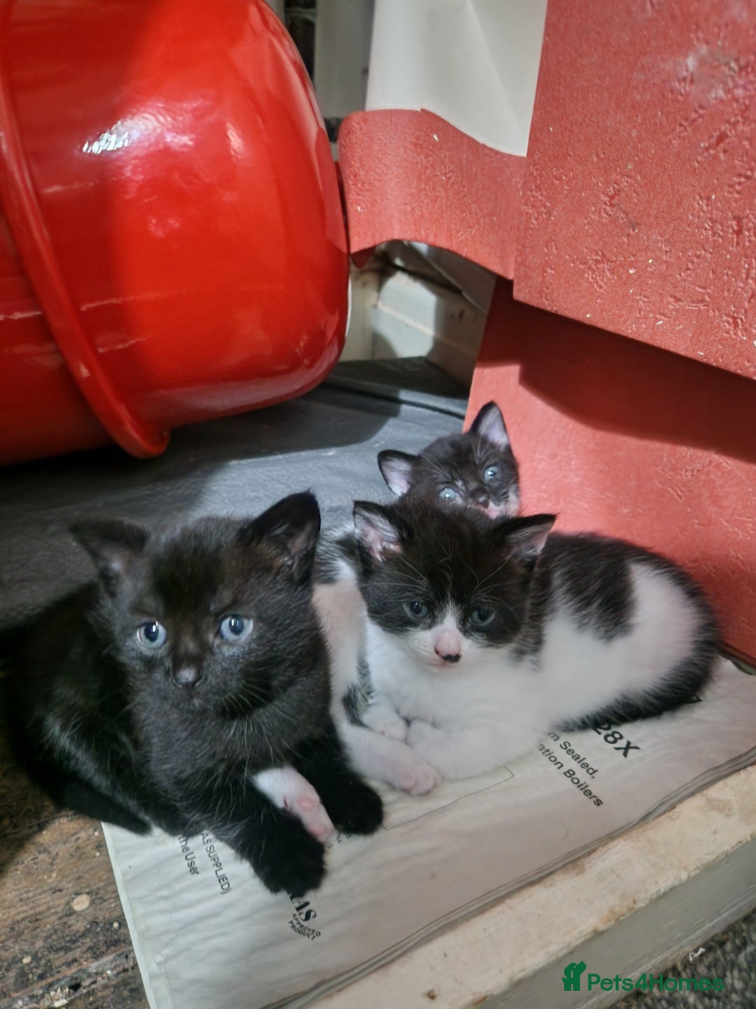 Mixed Breed cats for sale: Beautiful healthy kittens looking  - Advert 1