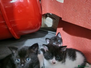 Mixed Breed cats Beautiful healthy kittens looking - Advert 1