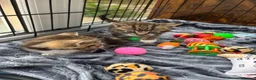 Mixed Breed cats for sale: Male tabby kittens  - Advert 4
