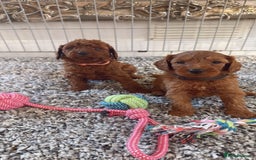 Labradoodle dogs for sale: *Labradoodle puppie F1B*   in Ware - Image 4