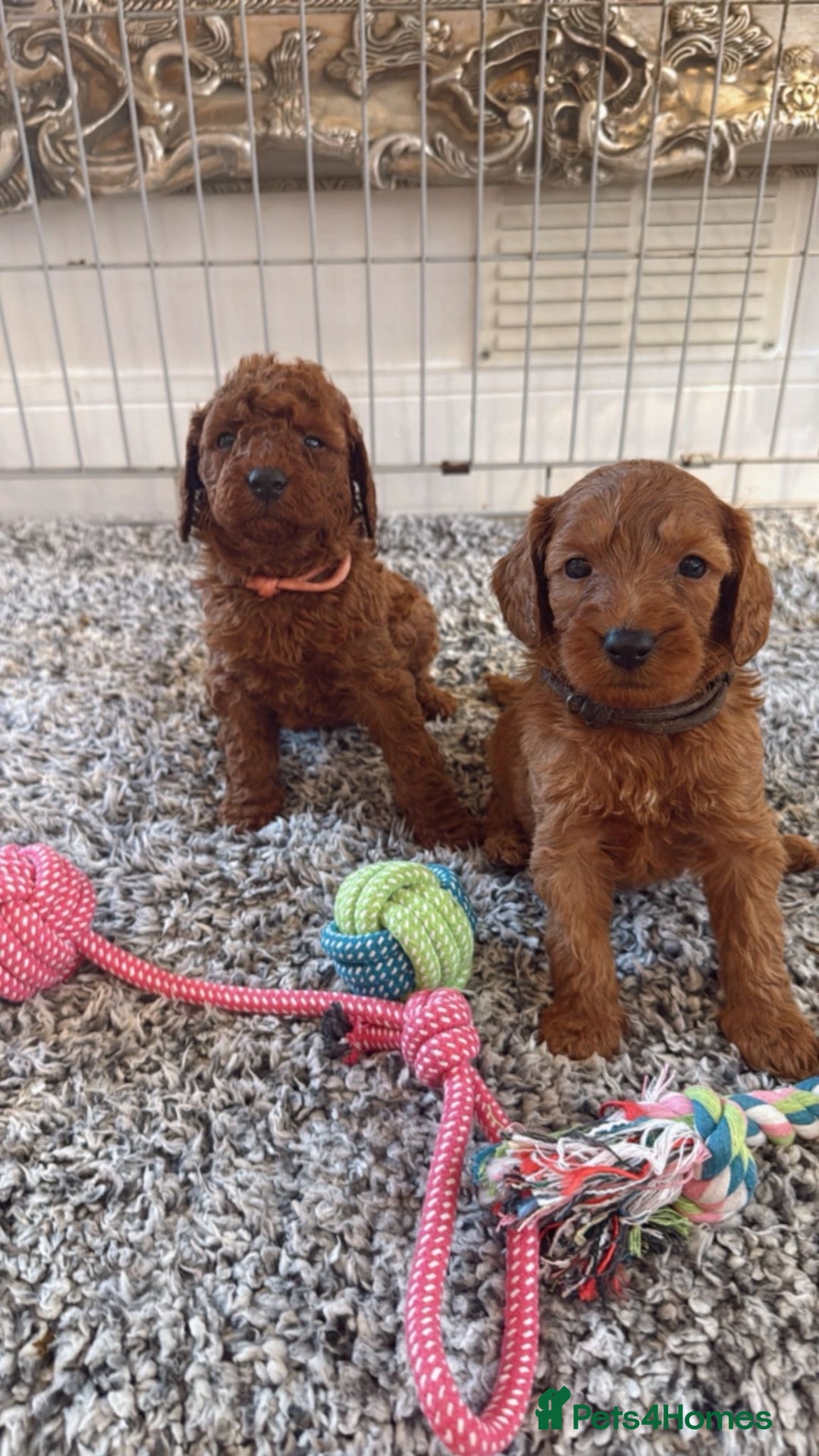 Labradoodle dogs for sale: *Labradoodle puppie F1B*   in Ware - Image 4