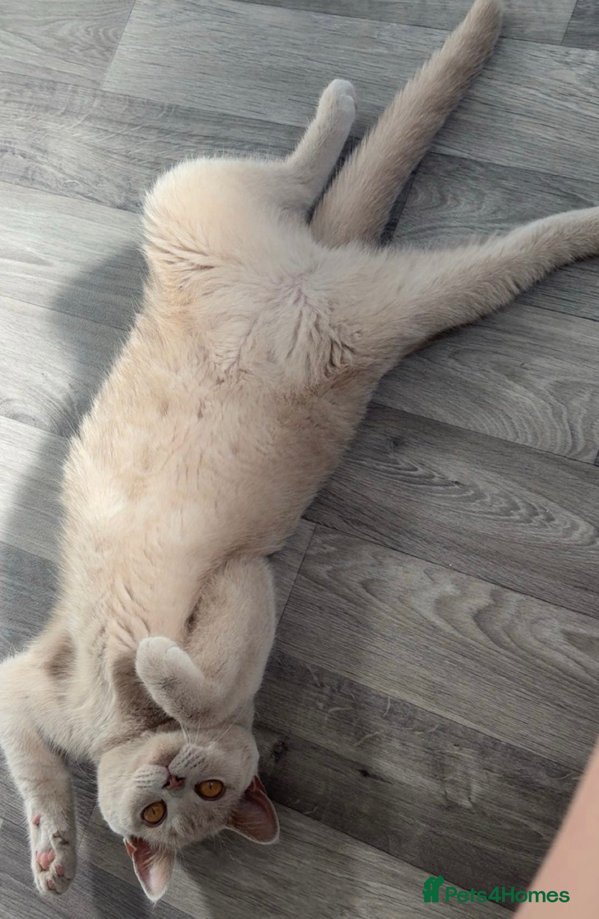 British Shorthair cats for sale: 2 Beautiful British Shorthair Kittens - Advert 2