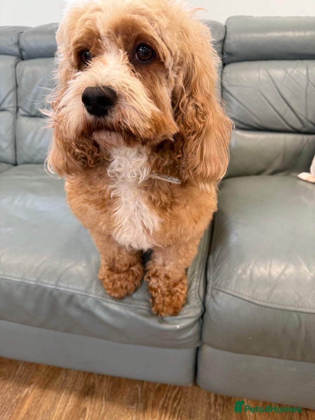 Cavapoo dogs for sale: I'm looking for a new home.  - Image 4