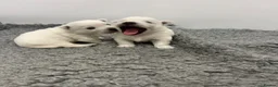 West Highland Terrier dogs for sale: KC Westie  - Advert 4