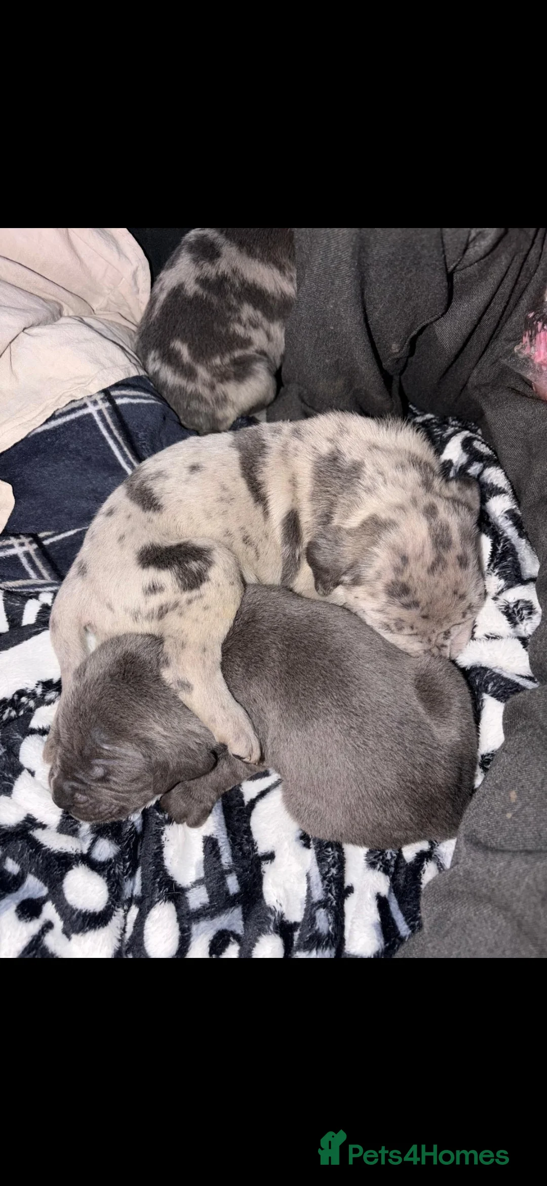 Cane Corso dogs for sale: Healthy adorable puppies Breed Cain corse.    - Advert 4