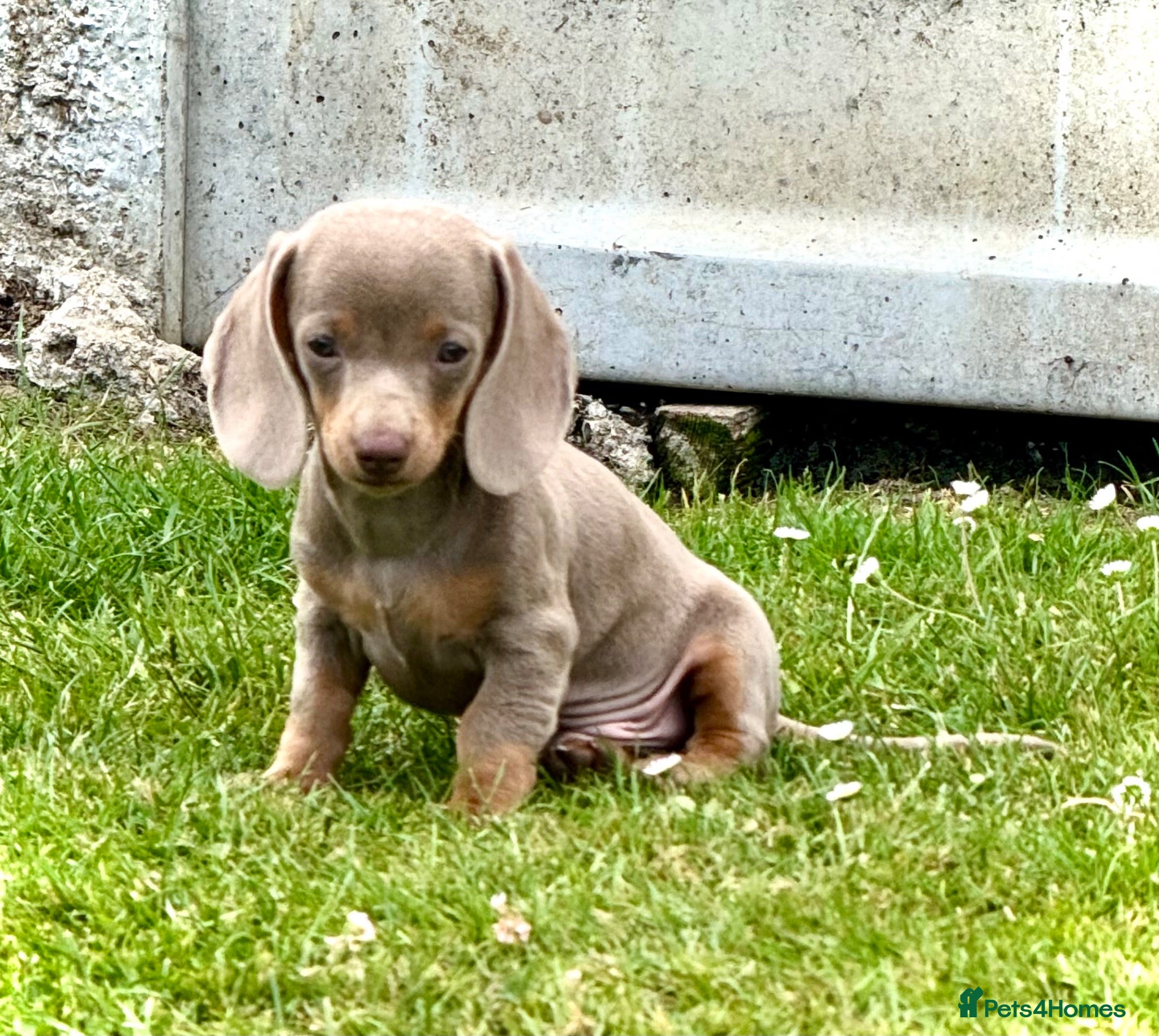 Miniature Dachshund dogs Outstanding Litter of Miniature dachshund puppies  - Advert 1