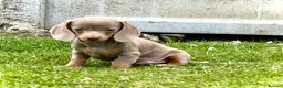 Miniature Dachshund dogs for sale: Outstanding Litter of Miniature dachshund puppies  - Advert 6