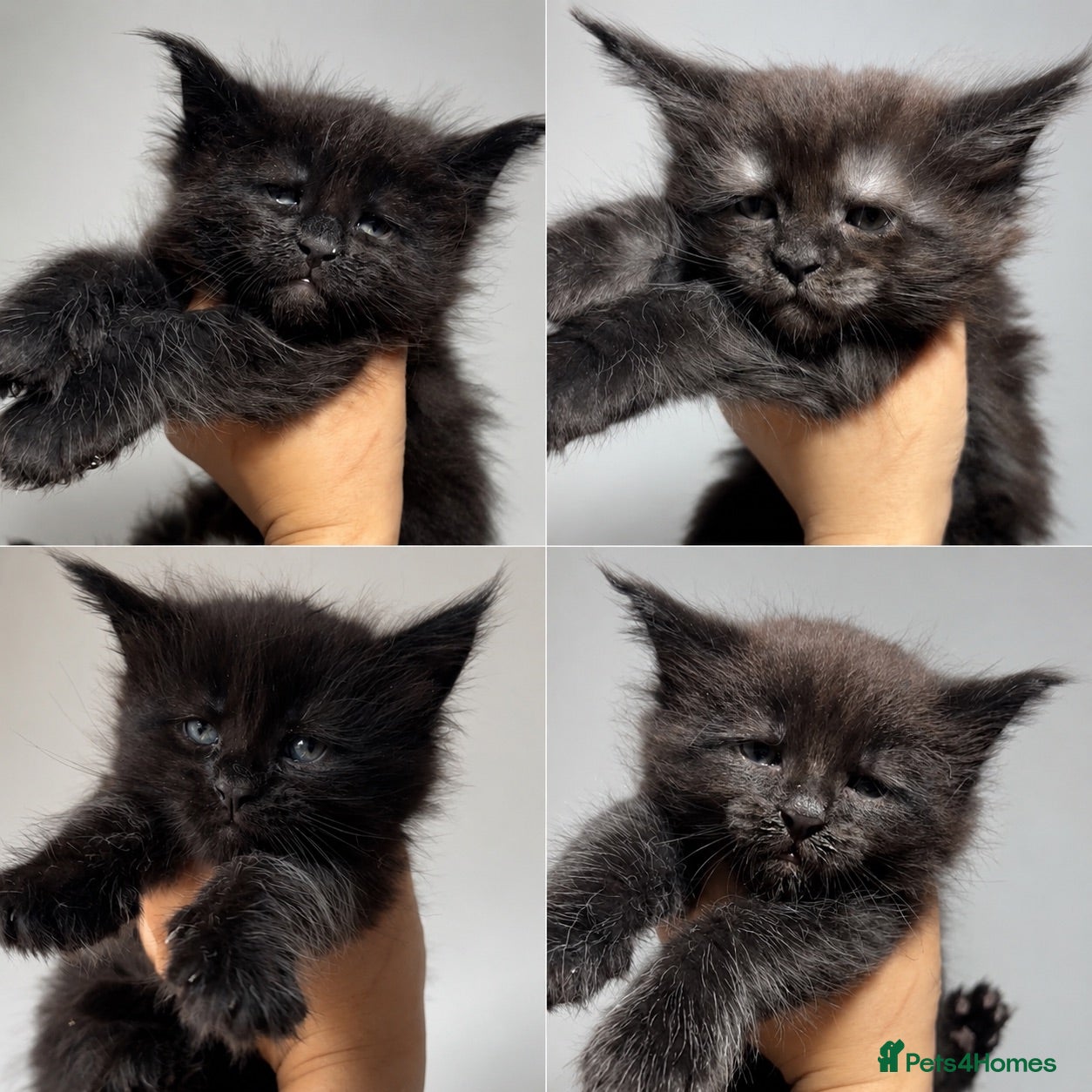 Maine Coon cats XXL RUSSIAN MAINE COON KITTENS - Advert 1