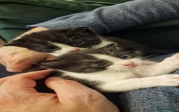 Mixed Breed cats for sale: 4 GORGEOUS BLACK AND WHITE KITTENS - Image 4