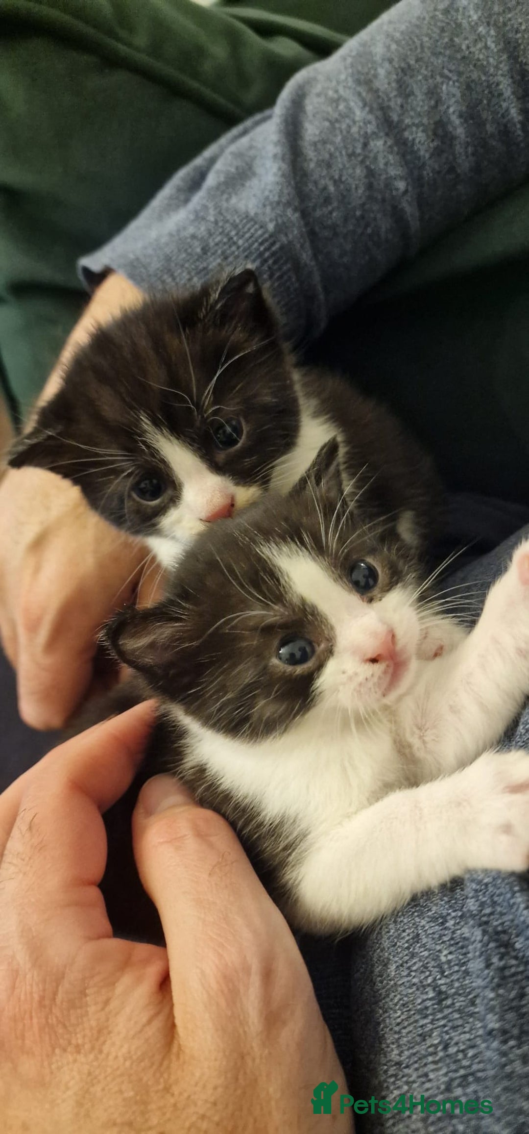Mixed Breed cats for sale: 4 GORGEOUS BLACK AND WHITE KITTENS - Image 4
