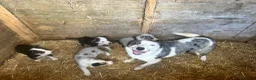 Border Collie dogs for sale: 4 beautiful border collie pups  - Advert 8