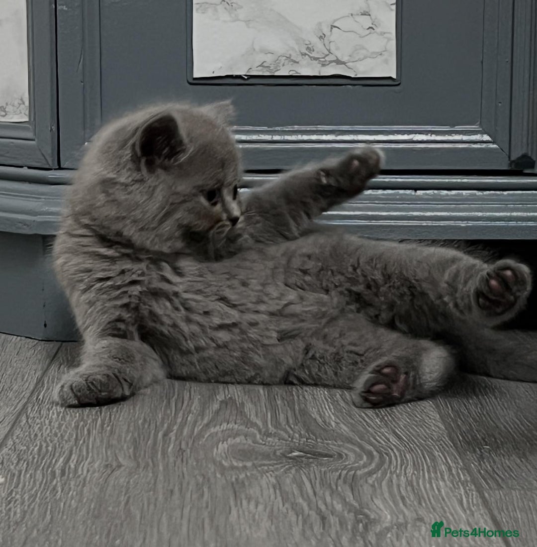 British Shorthair cats for sale: Six blue British shorthair kittens for sale  - Image 2