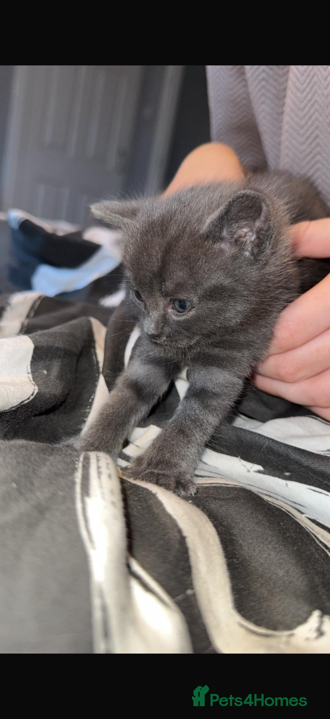 British Shorthair cats for sale: British short hair x domestic kittens  - Image 5