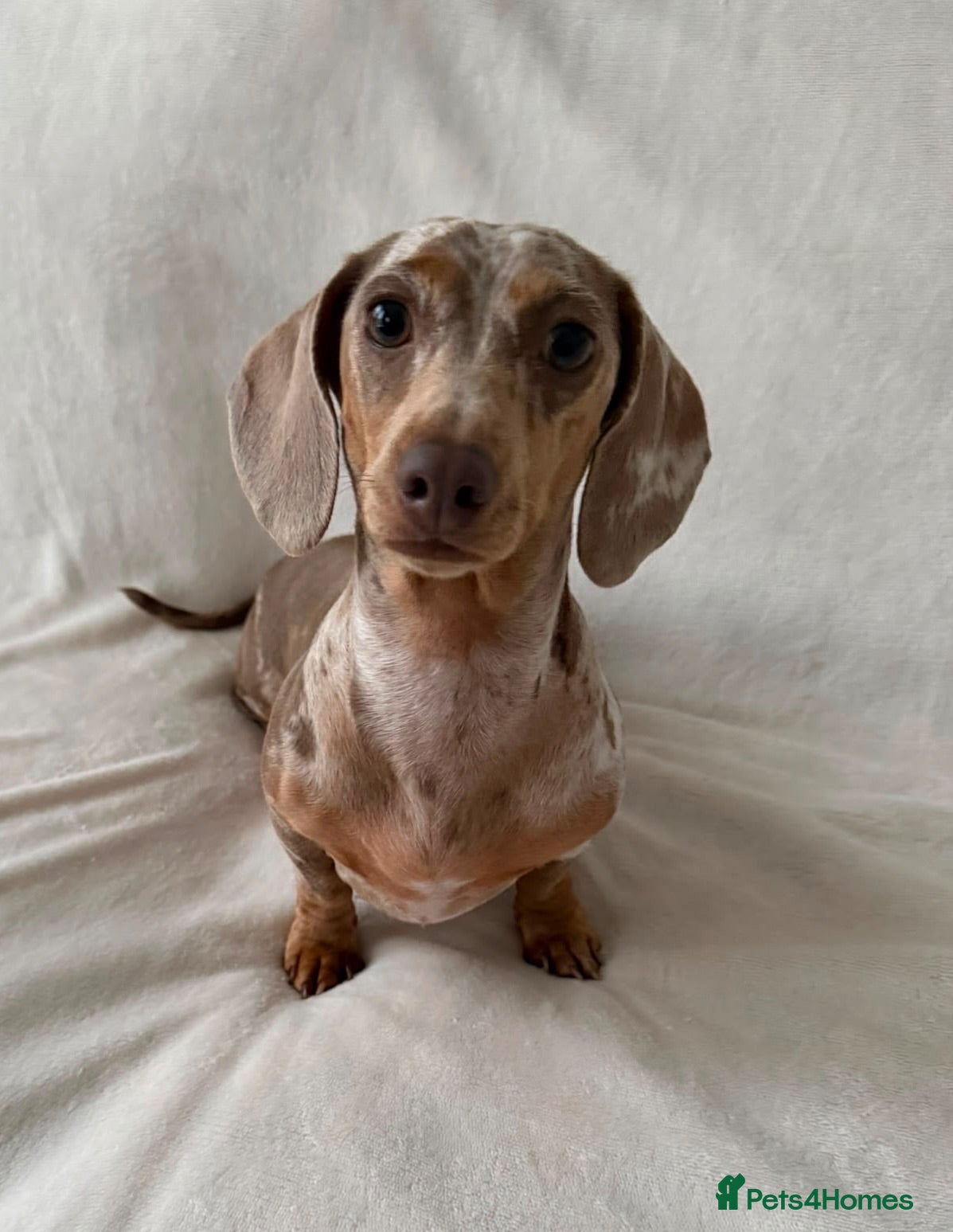 Miniature Dachshund dogs KC registered female puppies - Advert 7