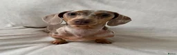 Miniature Dachshund dogs for sale: KC registered female puppies - Advert 1