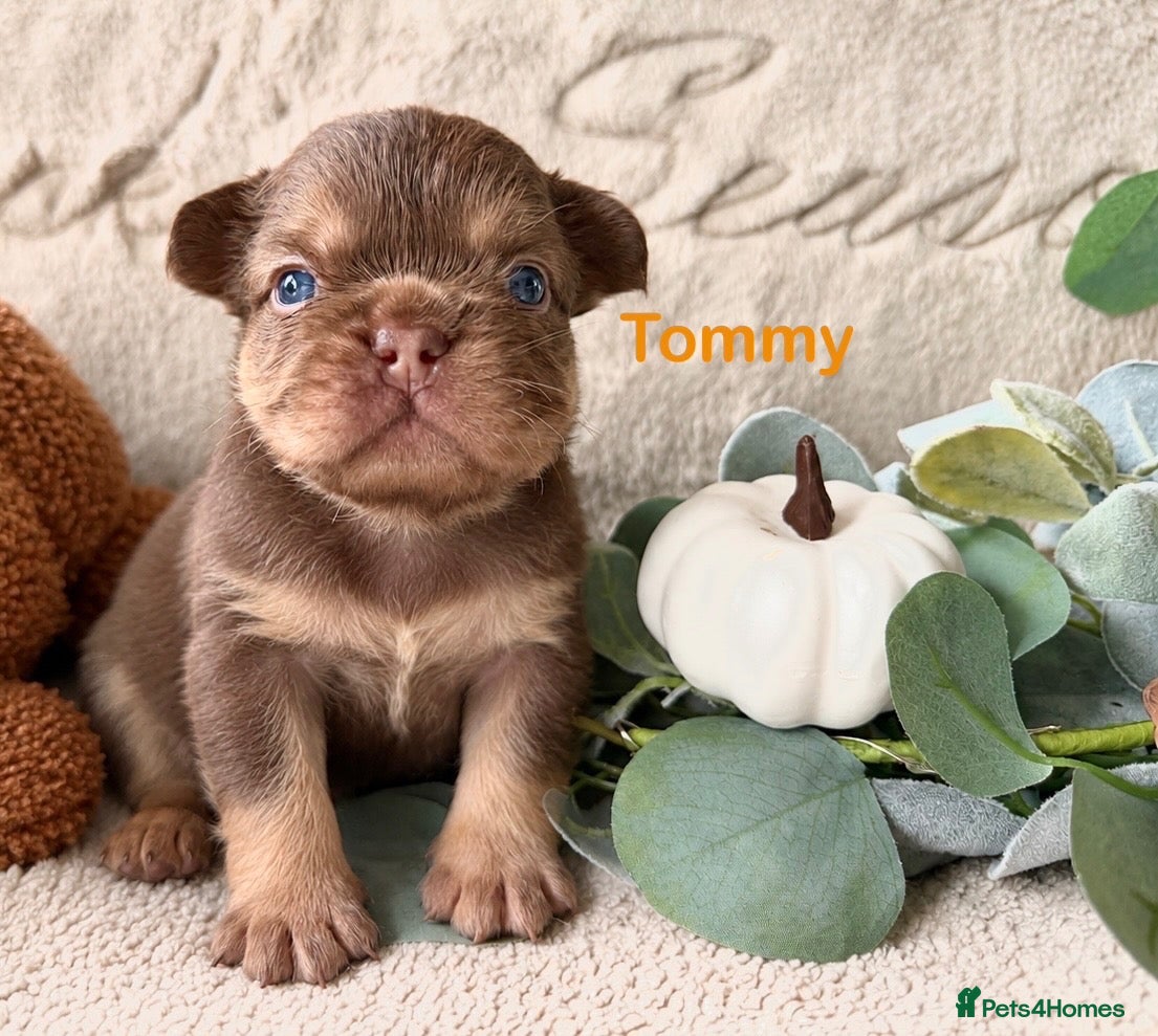 French Bulldog dogs Kc registered chocolate and tan frenchies - Advert 1