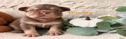 French Bulldog dogs for sale: Kc registered chocolate and tan frenchies - Advert 5