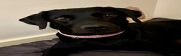 Sheprador dogs for sale: Stunning Jet Black Pups - Advert 3