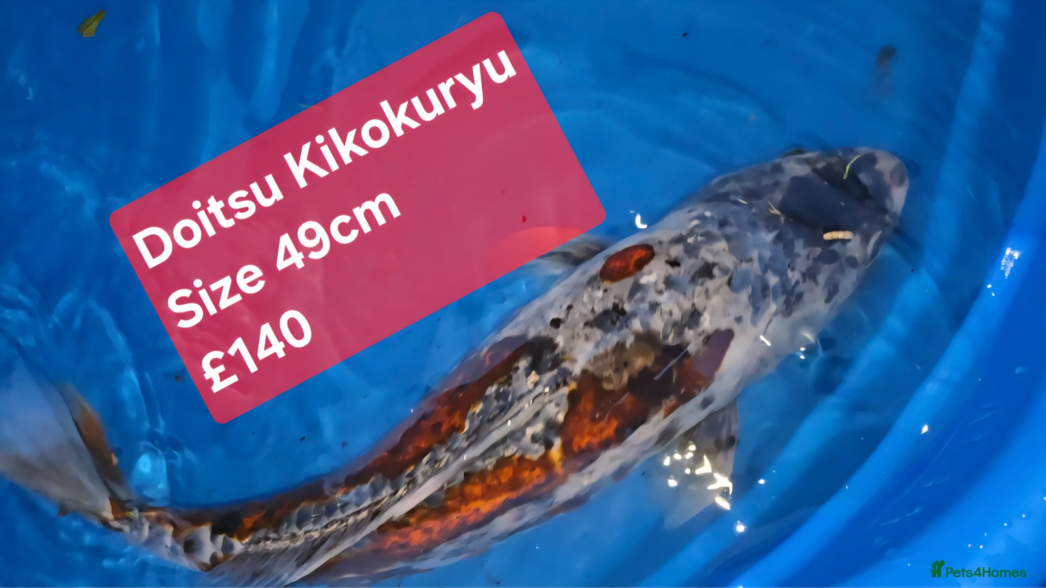 Koi Carp fish Japanese koi  - Advert 2