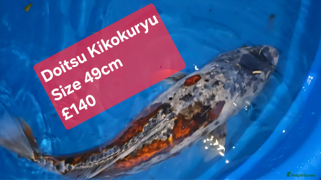 Koi Carp fish for sale: Japanese koi  - Advert 1
