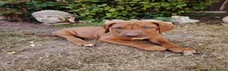 Rhodesian Ridgeback dogs for sale: Beautiful Rhodesian Ridgeback puppies-Family pet - Advert 5