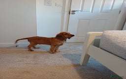 Cocker Spaniel dogs for sale: COOPER  - Image 6