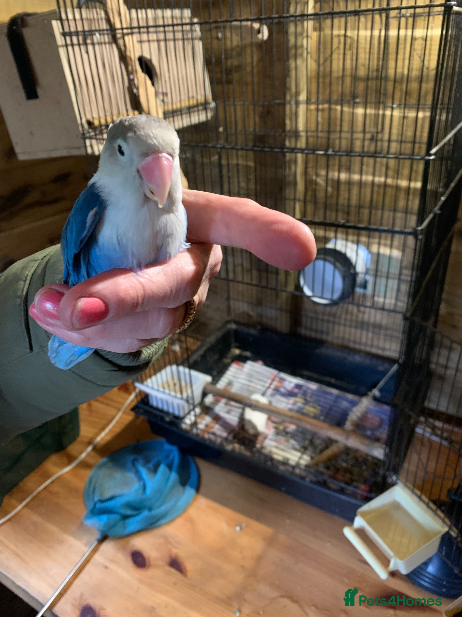 Lovebirds birds Fischer Love bird - Advert 1