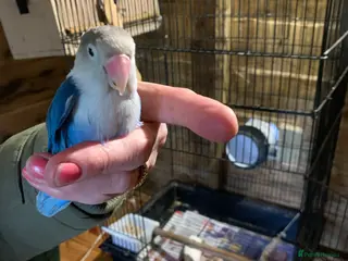 Lovebirds birds Fischer Love bird - Advert 1