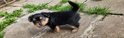 Mixed Breed dogs for sale: 5 Adorable puppies - Advert 7