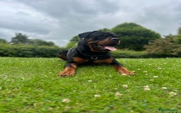 Rottweiler dogs for sale: Bear the Rottweiler  - Image 6