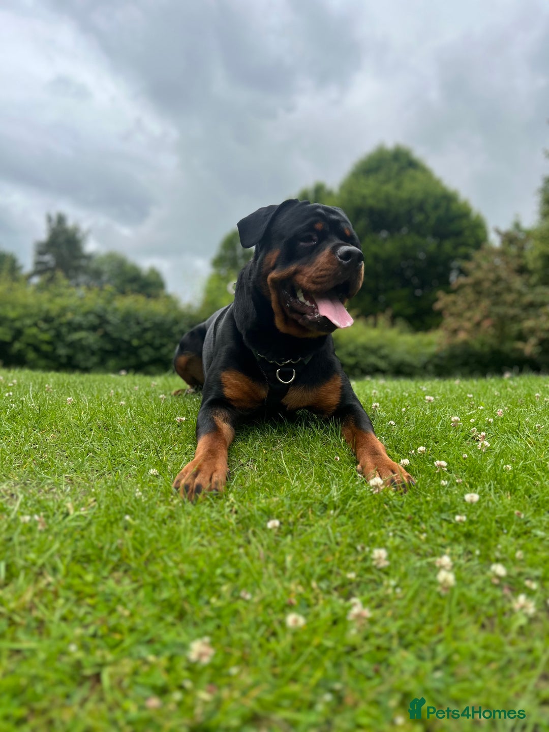 Rottweiler dogs for sale: Bear the Rottweiler  - Image 6