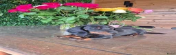 Miniature Dachshund dogs for sale: Miniature Dachshund.Fully vaccinated.Ready t leave - Advert 32