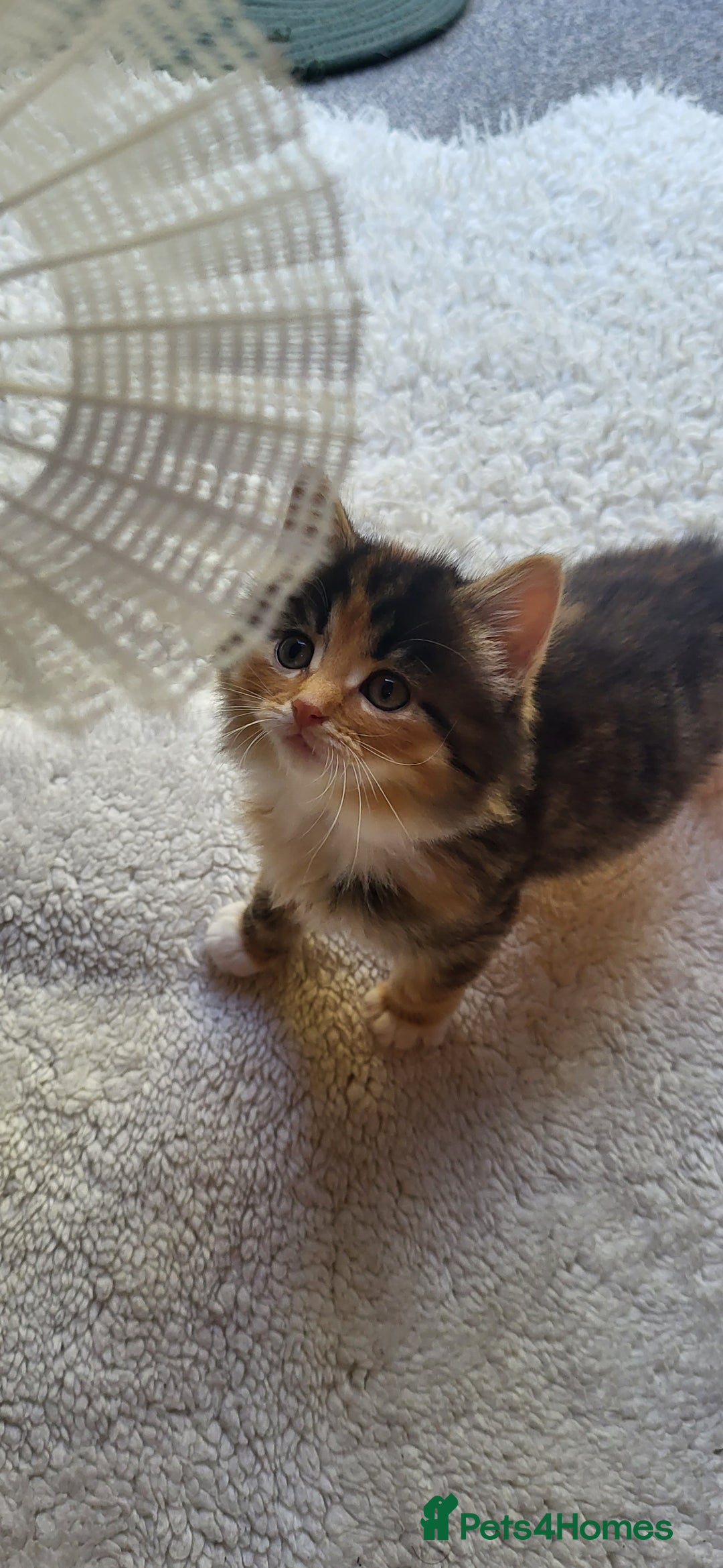 Mixed Breed cats for sale: Lovely kittens Looking for new Homes  - Image 29